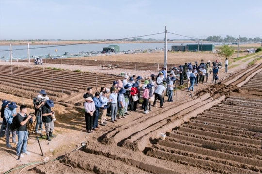 Chia sẻ kinh nghiệm ứng dụng công nghệ và canh tác khoai tây