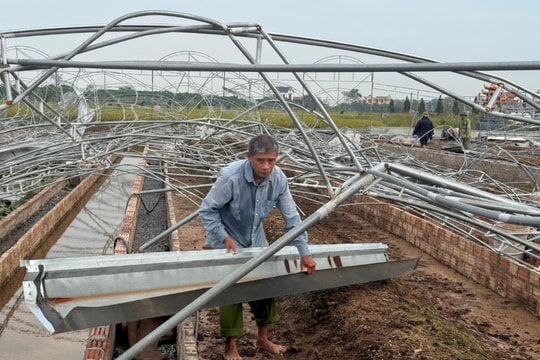 Các địa phương khẩn trương thống kê diện tích nhà màng bị hỏng do bão để xem xét, hỗ trợ