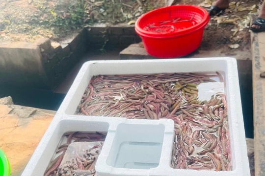 Rươi chính vụ ở xã An Thanh (Tứ Kỳ) chưa có nhiều