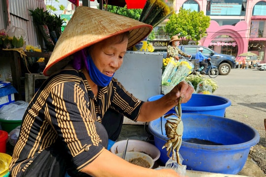 Hơn nửa triệu đồng một cân cà ra cái loại to