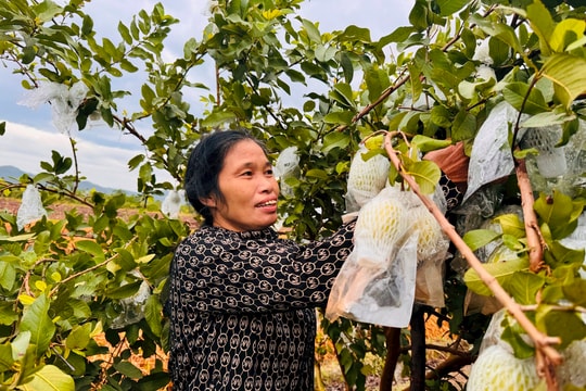 Trồng ổi lê Đài Loan, 1 ha thu lãi 355 triệu đồng