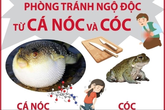 Phòng tránh ngộ độc từ cá nóc và cóc