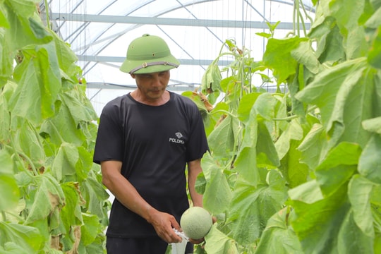 Không đề nghị hỗ trợ khôi phục nhà lưới bị thiệt hại do bão số 3
