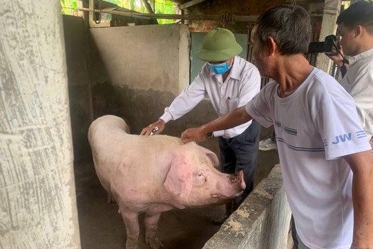 Lưu ý khi tái đàn vật nuôi dịp cuối năm