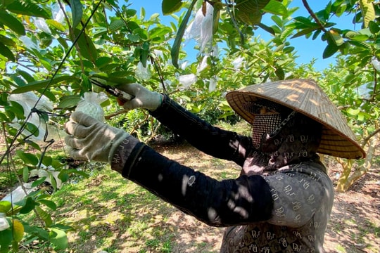 Sản lượng ổi Thanh Hà trái vụ giảm mạnh