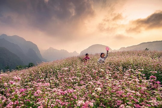 Khi nào thích hợp lên Hà Giang ngắm hoa tam giác mạch?