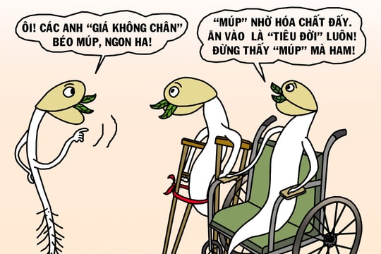 Coi chừng giá đỗ tẩm hóa chất