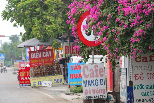 Cây hoa giấy 'ôm' biển báo hạn chế tốc độ trên quốc lộ 5 đoạn qua Kim Thành