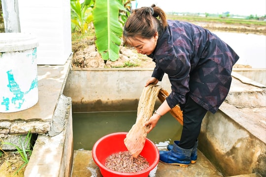 Nông dân An Thanh (Tứ Kỳ) tất bật thu hoạch rươi chính vụ