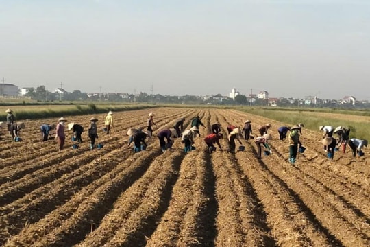 Xã duy nhất ở Tứ Kỳ có toàn bộ diện tích trồng khoai tây được bao tiêu sản phẩm