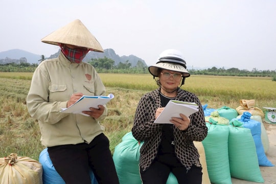 Nếp cái hoa vàng Kinh Môn vào vụ thu hoạch, giá bán cao