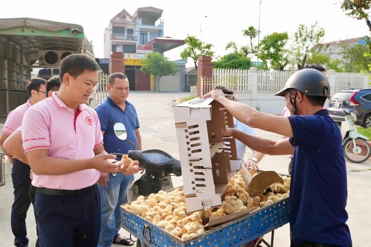 Hỗ trợ 10.000 con gà giống giúp nông dân Tứ Kỳ, Ninh Giang tái đàn