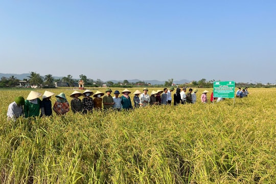 Nếp cái hoa vàng ứng dụng kỹ thuật tiên tiến cho hiệu quả cao