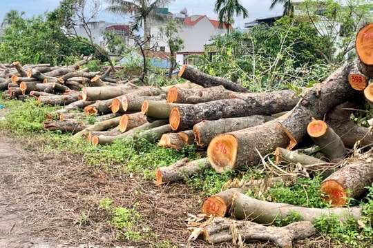 TP Hải Dương thanh lý hơn 300 khối gỗ từ cây gãy đổ do bão số 3