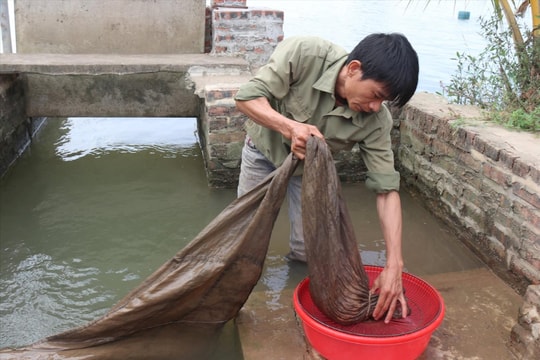 Xã Vĩnh Lập (Thanh Hà) thất thu nước rươi đầu