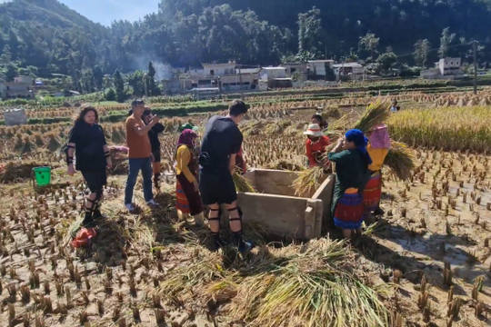 Du khách nước ngoài khoe trải nghiệm gặt lúa cùng nông dân Hà Giang