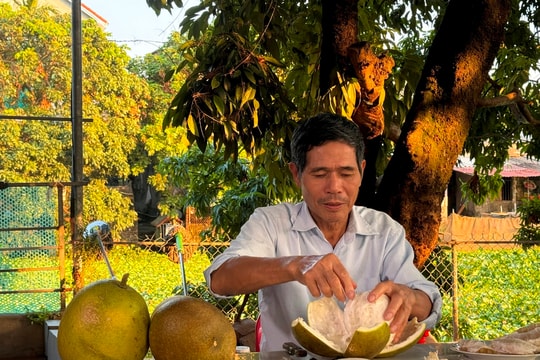 Bưởi Tân Thắng có gì hấp dẫn?