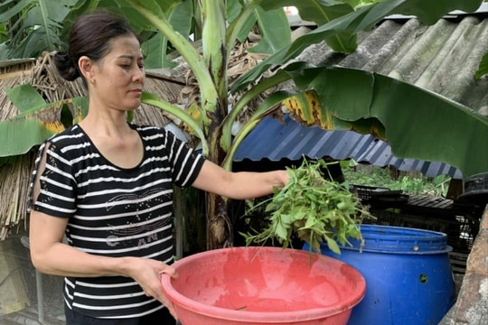 Phân loại rác tại nguồn, 'cách mạng xanh' từ các gia đình