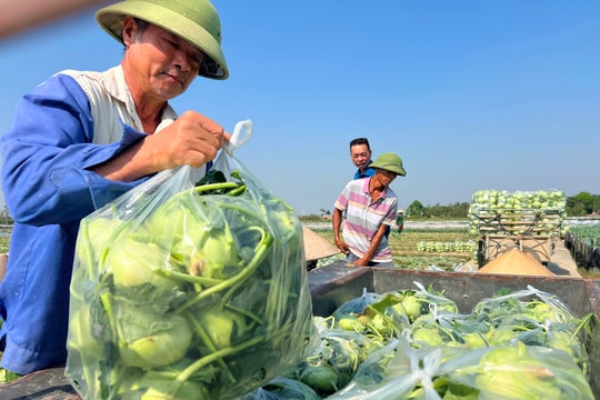 Rau vụ đông sớm ở Hải Dương thắng lớn