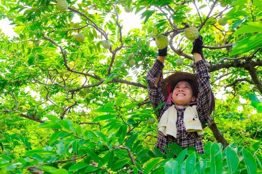 Hải Dương tăng diện tích cây ăn quả lên  22.300 ha/năm vào năm 2030