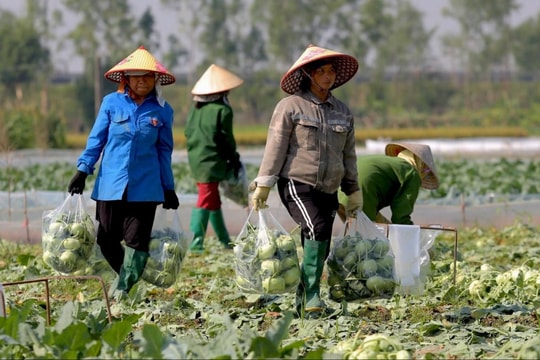 Huyện đầu tiên ở Hải Dương vượt kế hoạch gieo trồng cây vụ đông