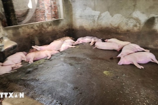 Lý do lợn giống cấp cho hộ nghèo chết hàng loạt ở Gia Lai