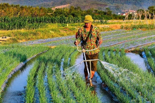 Chí Linh phát triển cây hành vụ đông