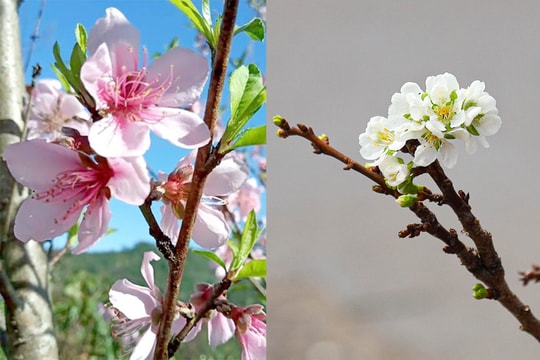 Chưa đến Tết, hoa rừng đã tấp nập xuống phố, hút khách mua