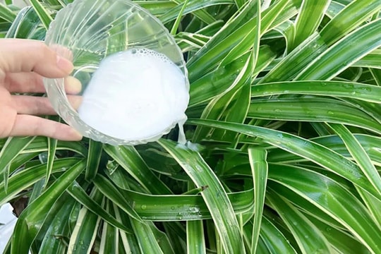 4 công dụng bất ngờ của sữa tươi hết hạn