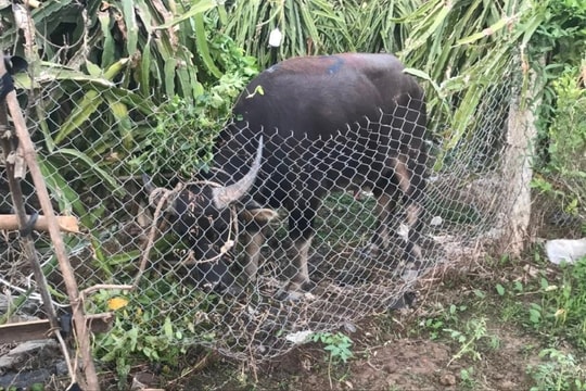 Một phụ nữ ở xã Vạn Phúc (Ninh Giang) bị trâu húc nhập viện