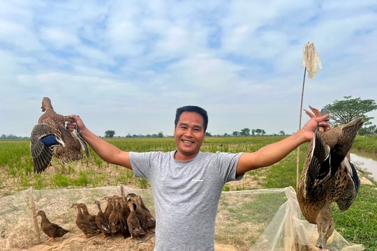 Mùa vịt chạy đồng ở Thanh Miện