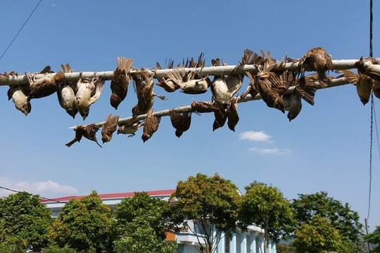 Không bắt chim trời nữa