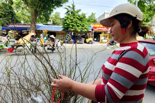 Hoa Tết xuất hiện sớm ở Hải Dương