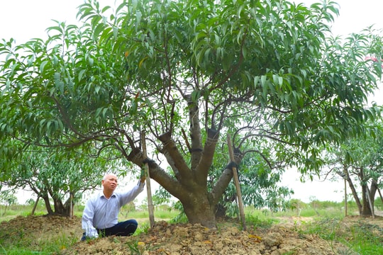 Màu xanh hy vọng trên vùng trồng đào, hoa Tết lớn nhất TP Hải Dương