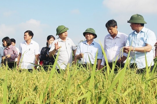 Hải Dương phát triển thêm sản phẩm OCOP từ lúa nếp quýt Kim Thành