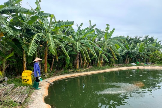 Nguồn nước nuôi thủy sản ở một số vùng bị ô nhiễm