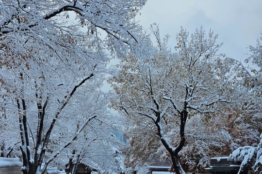 Du khách Việt Nam phấn khích với tuyết đầu mùa ở Seoul