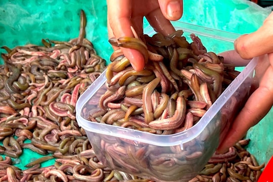 Nhiều người Hà Nội đặt mua mẻ rươi to nhất từ đầu vụ ở Hải Dương