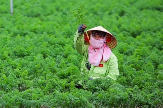 Hải Dương vượt kế hoạch gieo trồng cây rau màu vụ đông