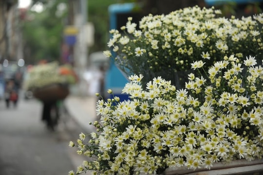 Khúc giao mùa mang tên... cúc họa mi