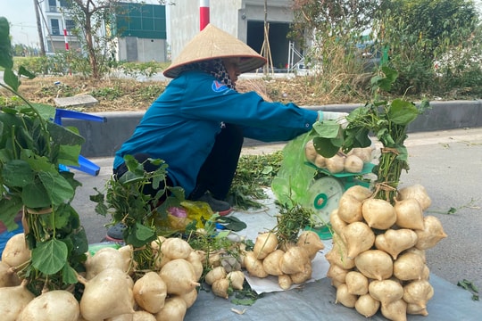 Sản lượng và giá bán củ đậu ở Kim Thành đều giảm mạnh