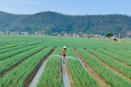 Người trồng hành tỏi ở Kinh Môn ứng phó thời tiết bất thuận