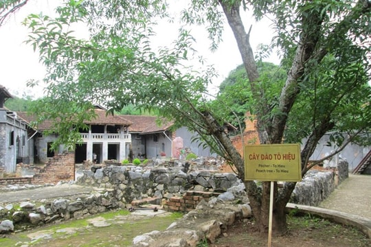 Cây đào Tô Hiệu
