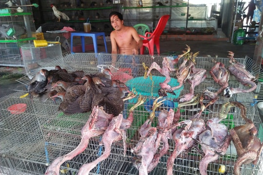 Tản mạn ở những ‘thành phố thịt chim hoang dã’