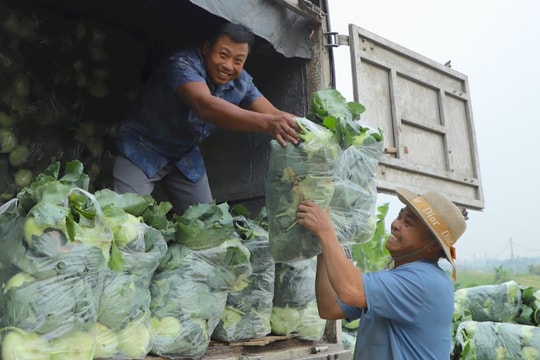 Giá rau vụ đông đang phản ánh đúng quy luật cung cầu