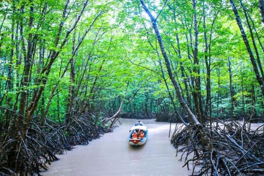 Nghĩ từ rừng đước Cà Mau
