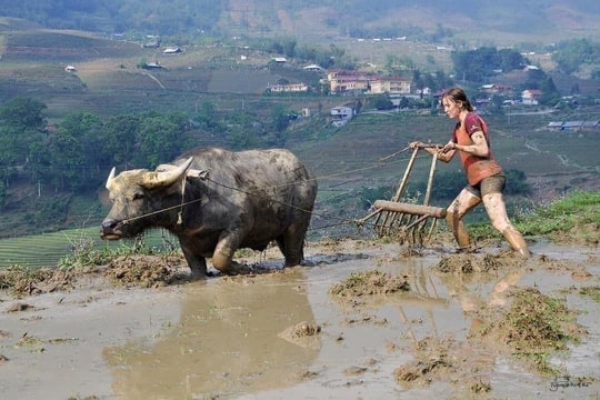 Khách Tây sang Việt Nam du lịch, thích thú nhổ cỏ, nấu cám lợn, dắt trâu đi cày