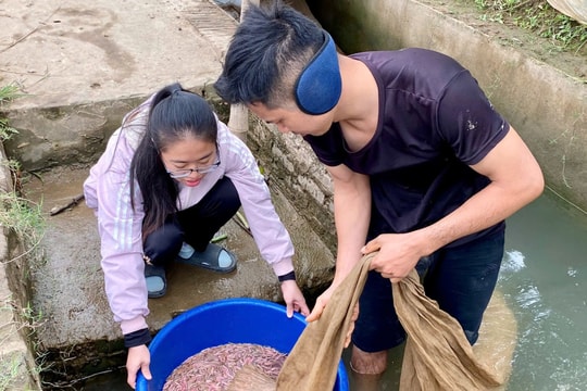 Sản lượng rươi ở xã Vĩnh Cường (Thanh Hà) giảm mạnh