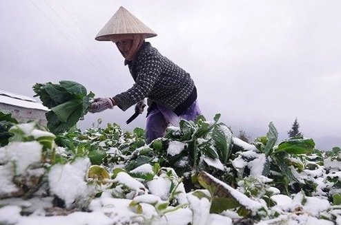 Miền Bắc đón nhiều đợt rét đậm, rét hại trong đầu năm 2025