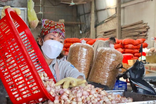 2 loại cây gia vị giá trị cao nông dân Hải Dương đua nhau trồng